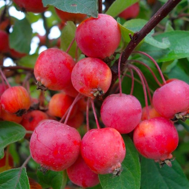 Malus everest