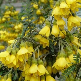 Sophora microphylla sun king