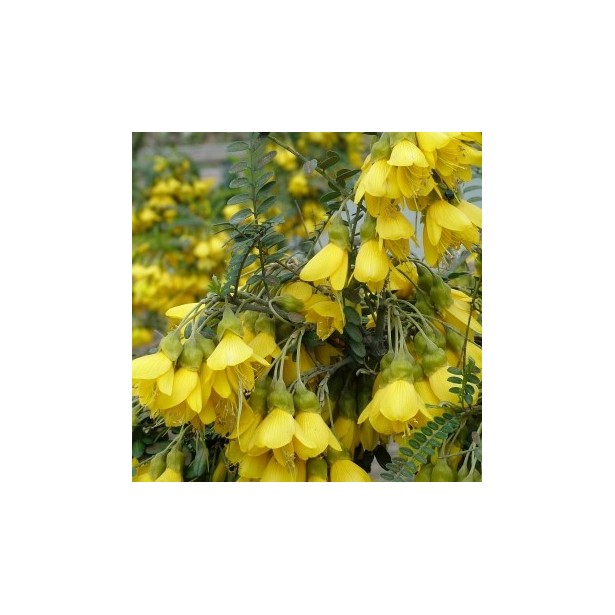 Sophora microphylla sun king