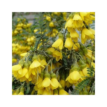 Sophora microphylla sun king