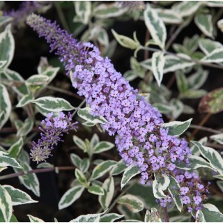 Buddleia davidii florence