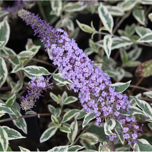 Buddleia davidii florence
