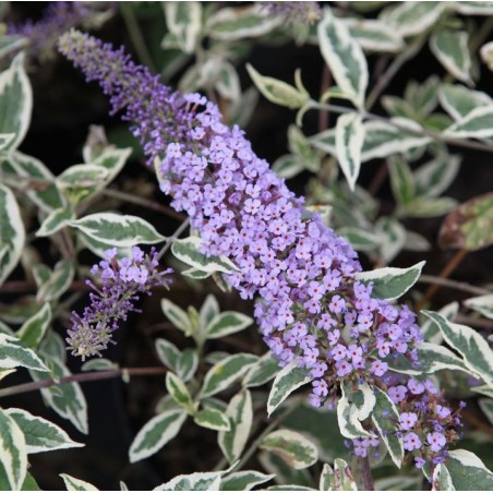 Buddleia davidii florence