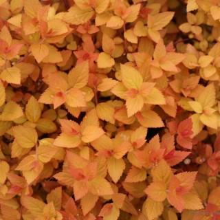 Spirea zen spirit caramel