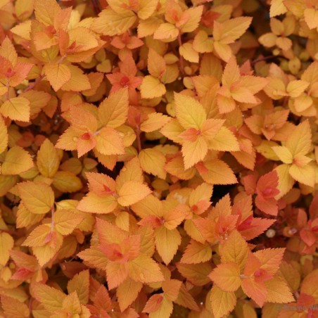 Spirea zen spirit caramel