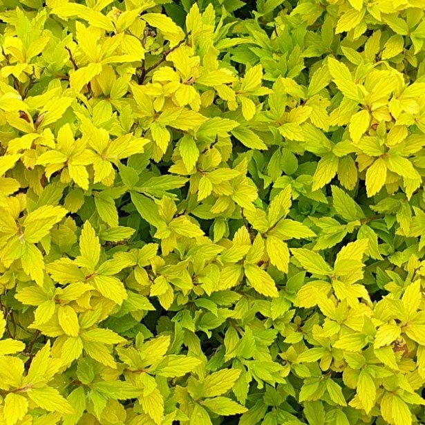 Spirea zen spirit gold
