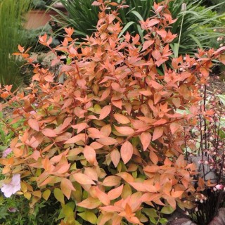 Abelia grandiflora caramel charm