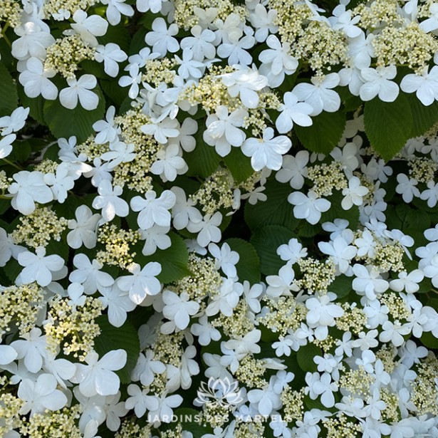 Viburnum plicatum shasta