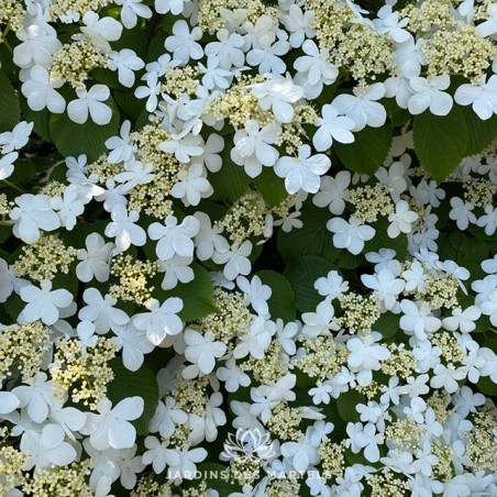 Viburnum plicatum shasta