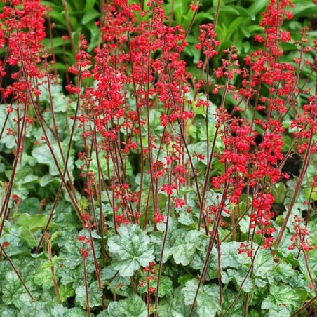 Heuchera lipstick