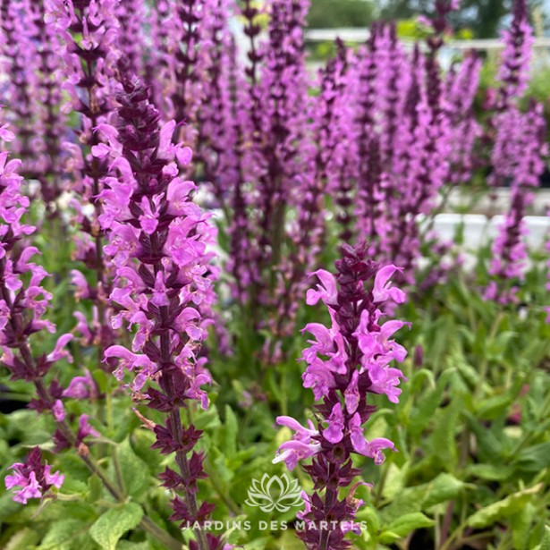 Salvia nemorosa jumbo pink