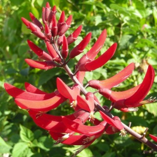 Erythrina x bidwllii