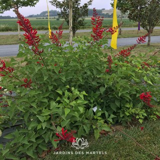 Erythrina x bidwllii