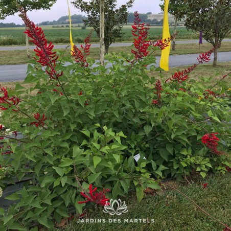 Erythrina x bidwllii