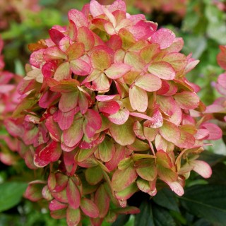 Hydrangea paniculata graffti