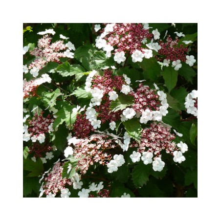 Viburnum sargentii onondaga
