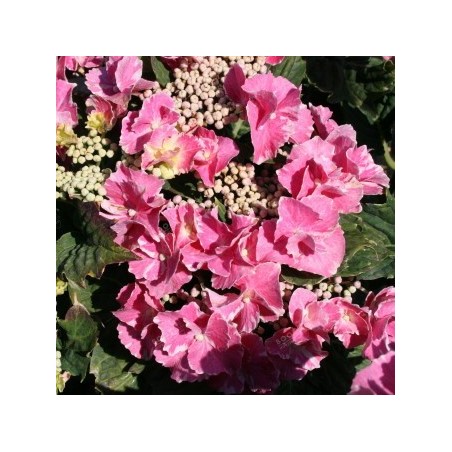 Hydrangea macrophylla so long starlit sky