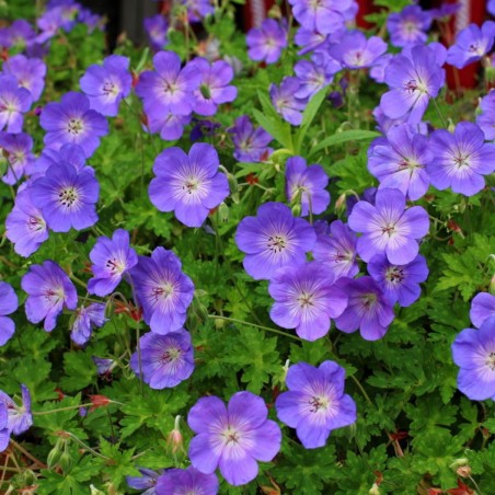 Geranium Rozanne