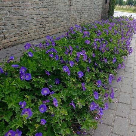 Geranium Rozanne