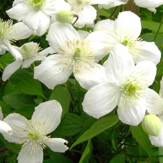 Clematite Montana grandiflora