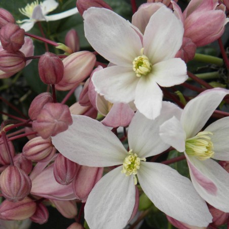 Clematite armandii rubra