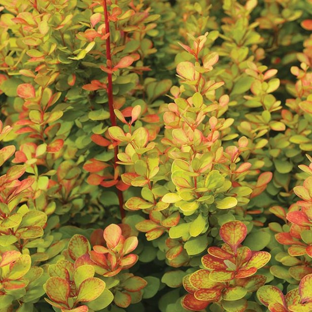 Berberis thunbergii orange torch