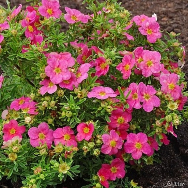 Potentilla danny boy