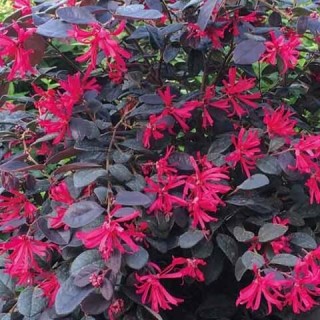 Loropetalum chinense black pearl