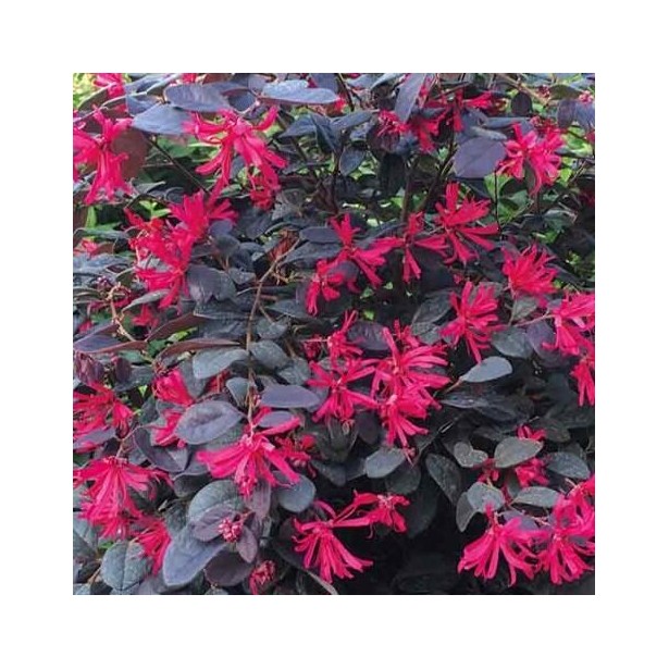 Loropetalum chinense black pearl