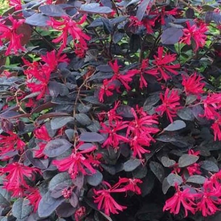 Loropetalum chinense black pearl