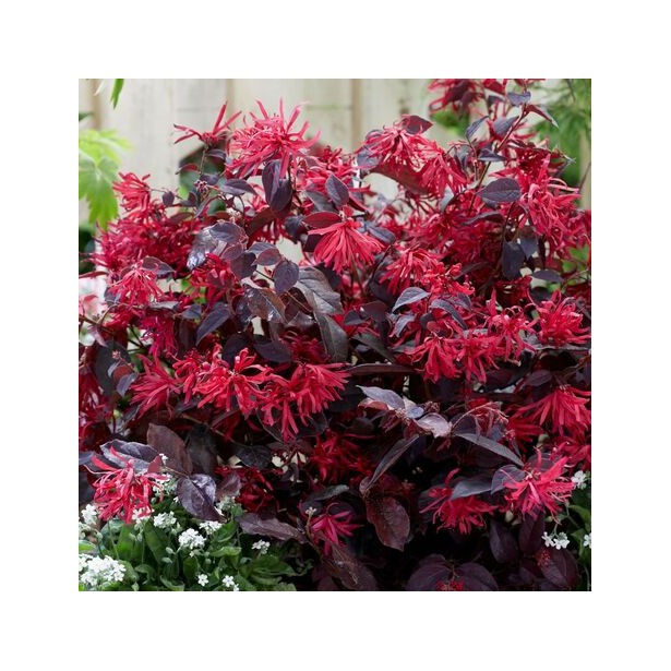 Loropetalum chinense ever red