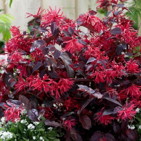 Loropetalum chinense ever red