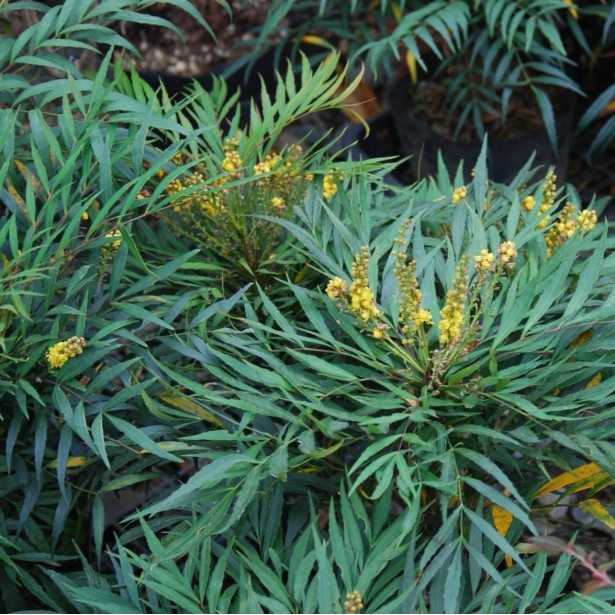 Mahonia eurybracteata sweet winter