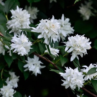 Philadelphus virginalis mini snowflake