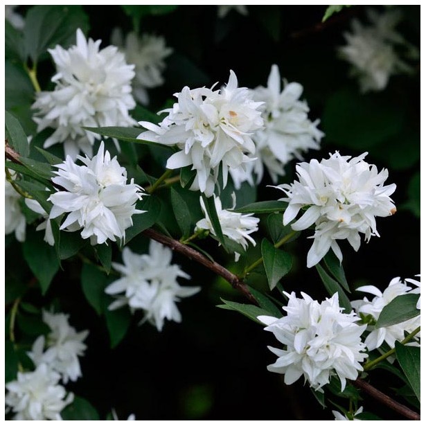 Philadelphus virginalis mini snowflake