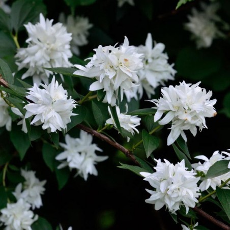 Philadelphus virginalis mini snowflake
