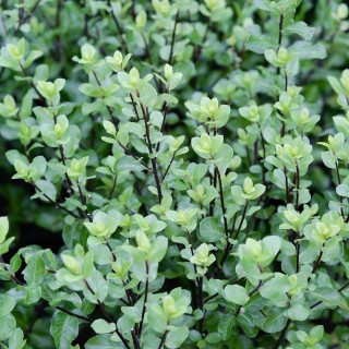 Pittosporum tenuifolium  wrinkled blue