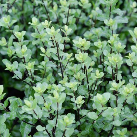 Pittosporum tenuifolium  wrinkled blue