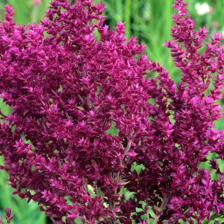 Salvia nemorosa schwellenburg