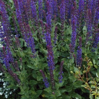 Salvia nemorosa mainacht