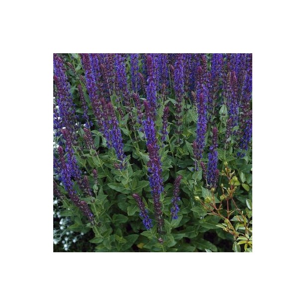 Salvia nemorosa mainacht