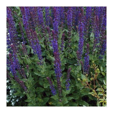 Salvia nemorosa mainacht