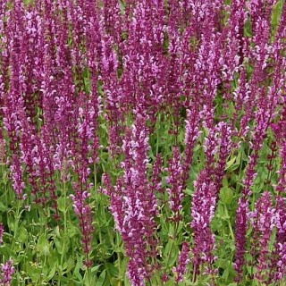 Salvia nemorosa rose queen