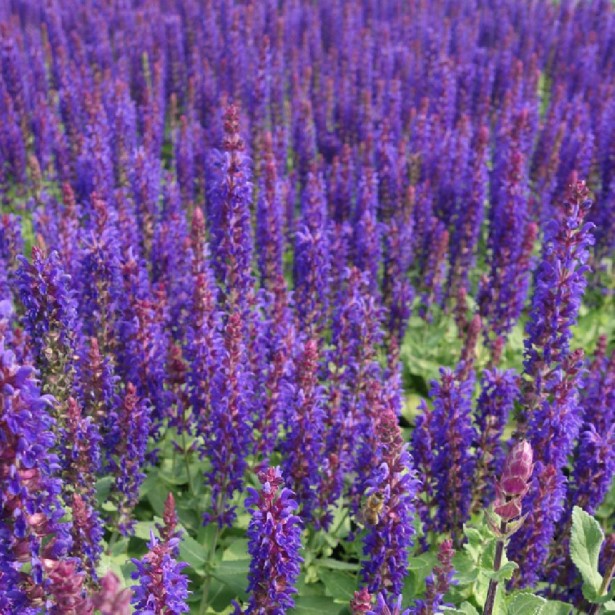 Salvia nemorosa new dimension blue