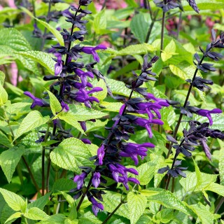 Salvia guaranitica purple bloom