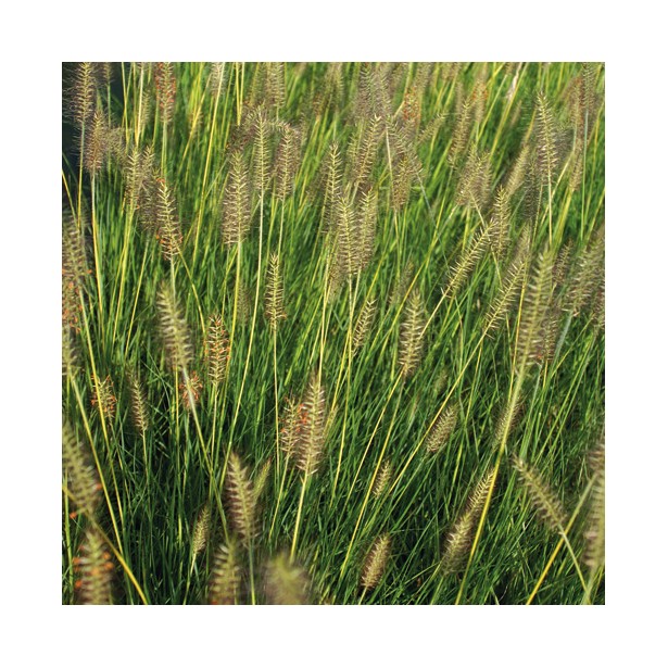 Pennisetum alopecuroides gebstiel