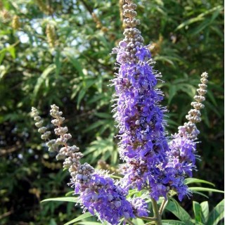 Vitex agnus castus latifolia