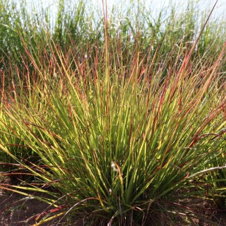 Pennisetum windy simonette