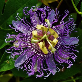 Passiflora incarnata purple passion