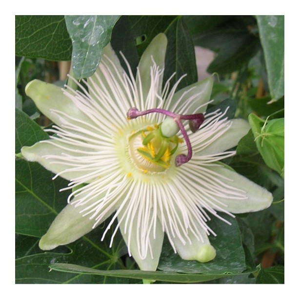 Passiflora riverside snow queen